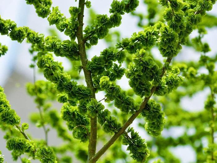 这种天然的野菜没有农药化肥,非常健康,7元一斤很好卖