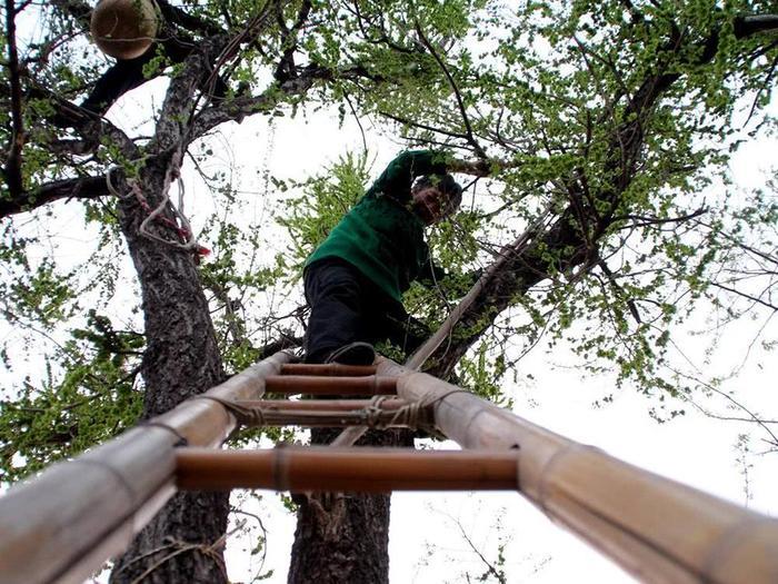 这种天然的野菜没有农药化肥,非常健康,7元一斤很好卖