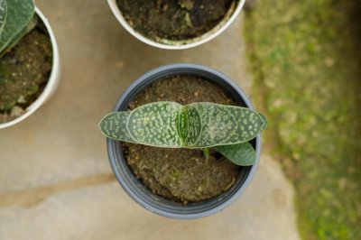 ​子宝会开花吗