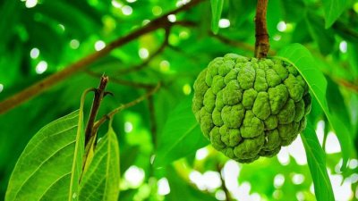 ​番荔枝的主要价值