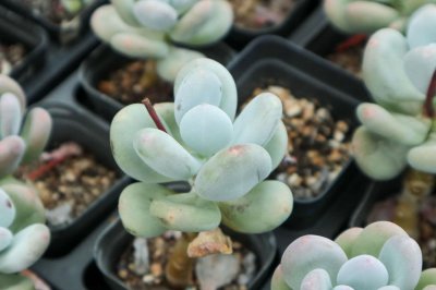 ​多肉砍头视频：狠心将多肉砍头，结果2个月后爆盆了