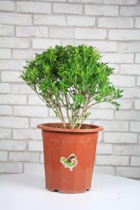 ​米兰花花期怎么延长