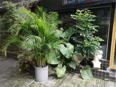 ​散尾葵有毒吗，可不可以室内养殖