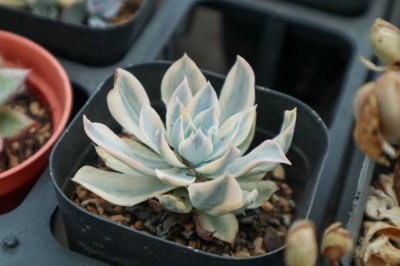 ​肉肉花怎么养才能爆盆