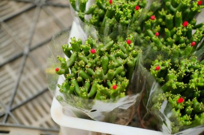 ​膨珊瑚怎么浇水