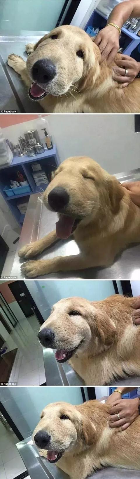 感受下各种被蜜蜂蛰后的样子,大家千万不要招蜂!不然你可能