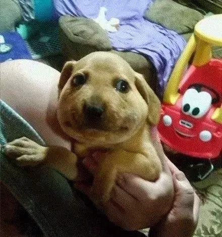 感受下各种被蜜蜂蛰后的样子,大家千万不要招蜂!不然你可能