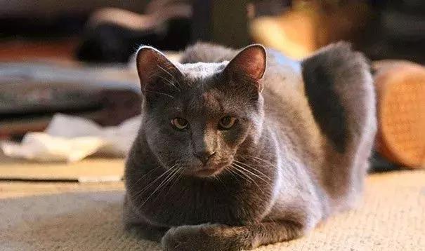 感受下各种被蜜蜂蛰后的样子,大家千万不要招蜂!不然你可能