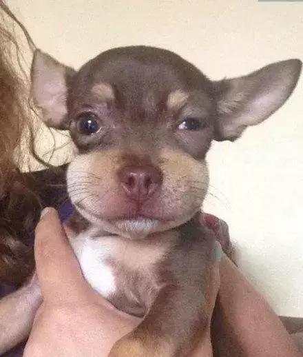 感受下各种被蜜蜂蛰后的样子,大家千万不要招蜂!不然你可能