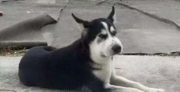 感受下各种被蜜蜂蛰后的样子,大家千万不要招蜂!不然你可能