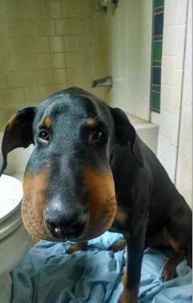 感受下各种被蜜蜂蛰后的样子,大家千万不要招蜂!不然你可能