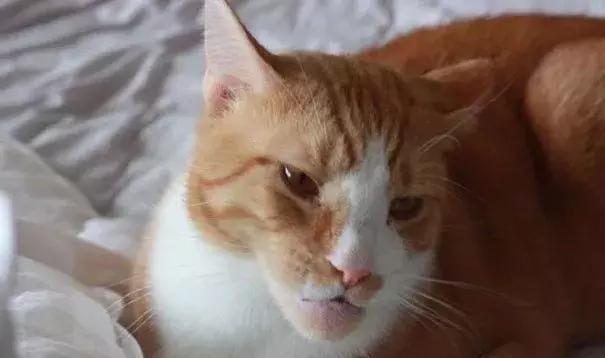 感受下各种被蜜蜂蛰后的样子,大家千万不要招蜂!不然你可能