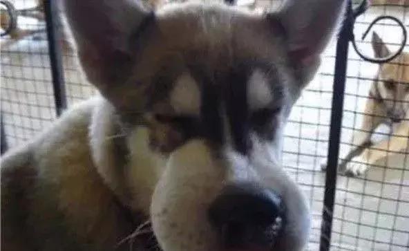 感受下各种被蜜蜂蛰后的样子,大家千万不要招蜂!不然你可能