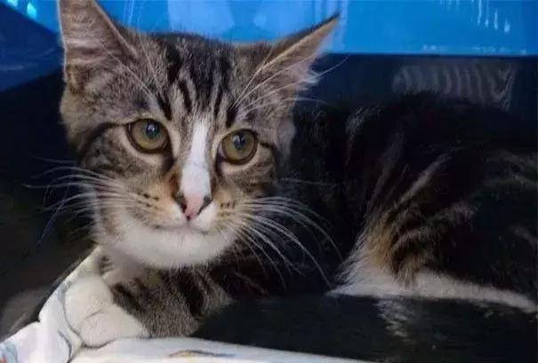 感受下各种被蜜蜂蛰后的样子,大家千万不要招蜂!不然你可能