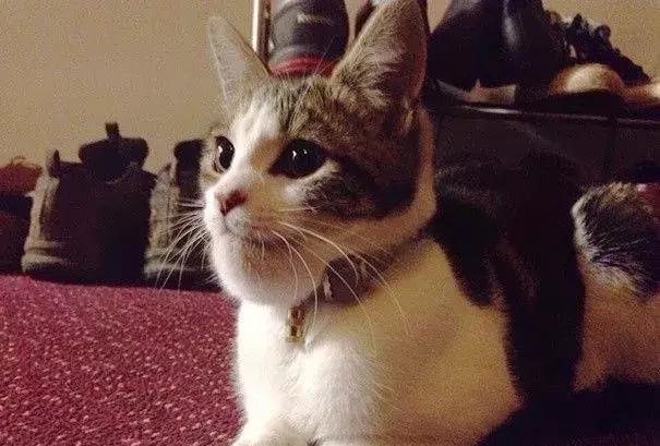 感受下各种被蜜蜂蛰后的样子,大家千万不要招蜂!不然你可能