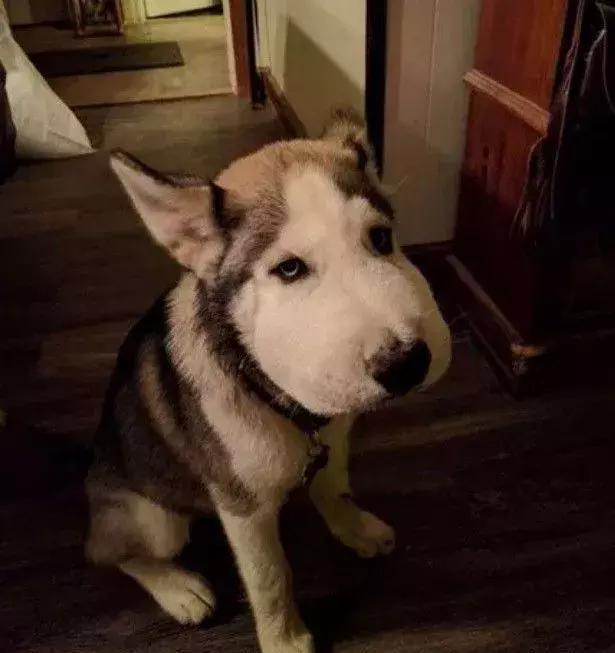 感受下各种被蜜蜂蛰后的样子,大家千万不要招蜂!不然你可能