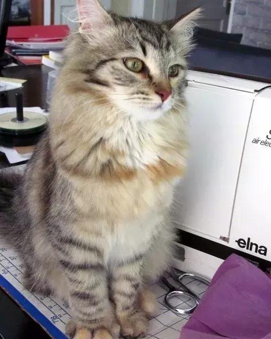 感受下各种被蜜蜂蛰后的样子,大家千万不要招蜂!不然你可能