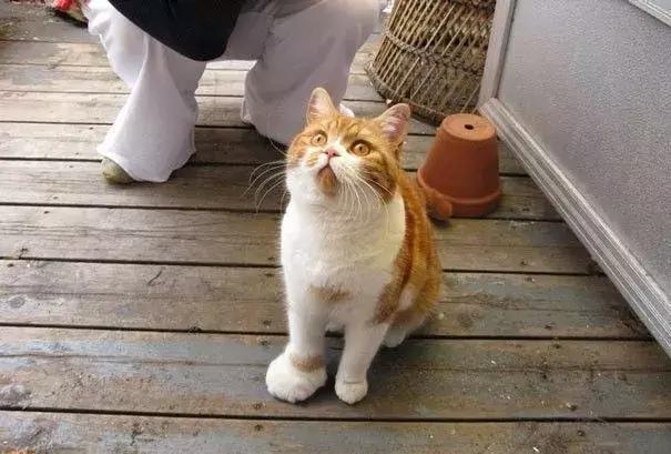 感受下各种被蜜蜂蛰后的样子,大家千万不要招蜂!不然你可能