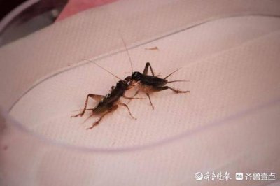 ​宁津的蟋蟀何以名扬天下，引得客商云集？这里有答案！