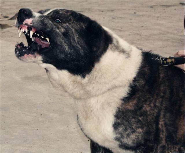 二十种世界猛犬聚首，重燃巅峰之血