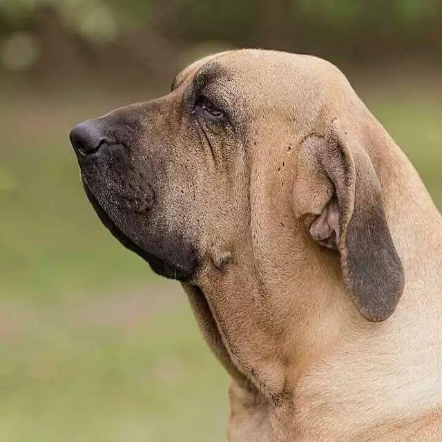 二十种世界猛犬聚首，重燃巅峰之血