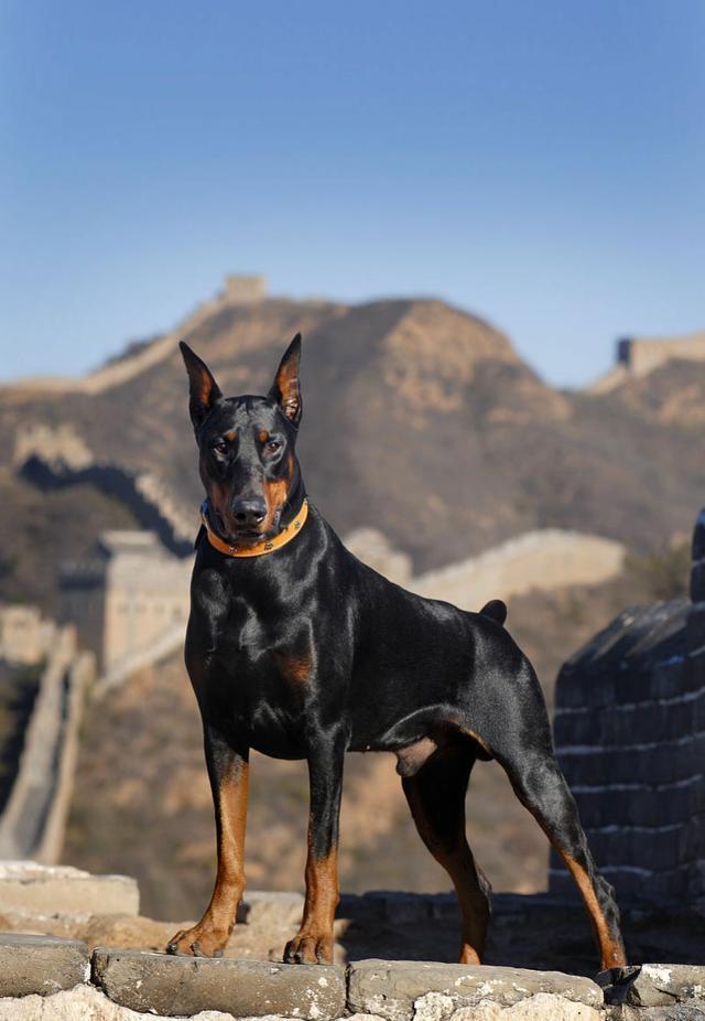 二十种世界猛犬聚首，重燃巅峰之血