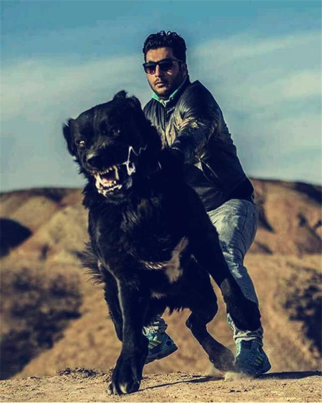 二十种世界猛犬聚首，重燃巅峰之血