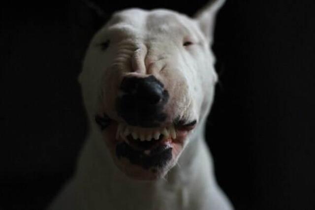 二十种世界猛犬聚首，重燃巅峰之血