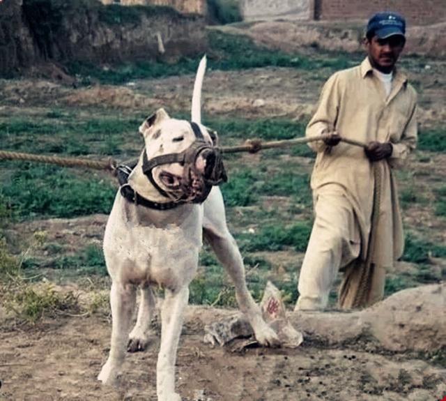 二十种世界猛犬聚首，重燃巅峰之血