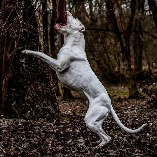 二十种世界猛犬聚首，重燃巅峰之血