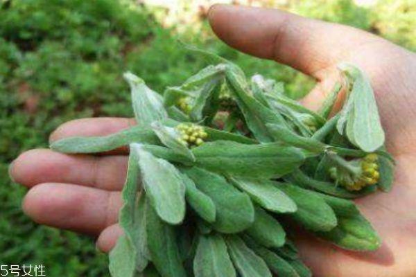 吃清明菜有什么好处呢 清明菜有什么禁忌呢 吃清明菜有什么好处呢 清明菜有什么禁忌呢