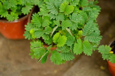 ​含羞草对居家环境的影响