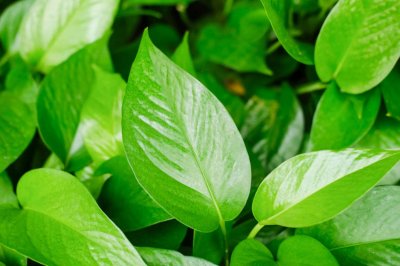 ​大绿萝怎么修剪