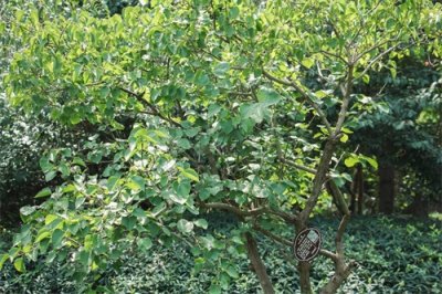 ​丁香花在北方能种吗，丁香花可以在室内养吗