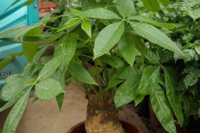 ​发财树怎么扦插生根快