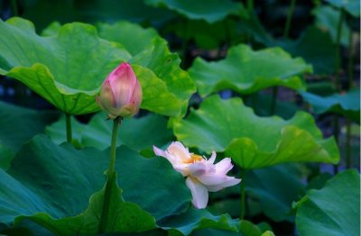 ​在苏州，怎样文艺地避暑？去荷塘月色就够了