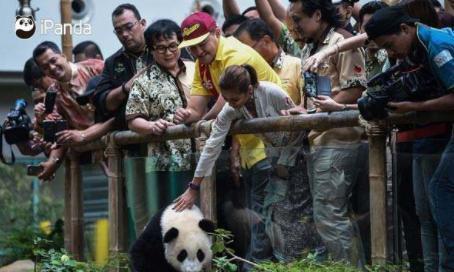 太能吃了，“国宝大熊猫”一家三口被“退货”，打破几十年记录！