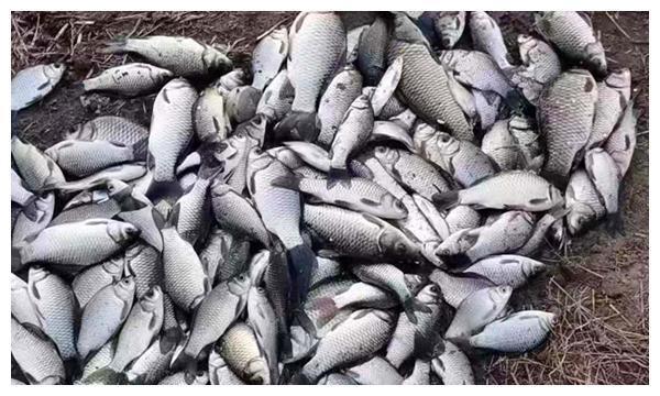 冬至过后钓鱼，牢记这6字秘诀，钓鱼淡季也能连竿上鱼！