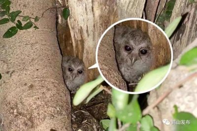 ​江门有人无意拍到“小萌物”，它竟是国家二级保护动物......