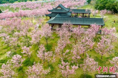 ​广西南宁樱花盛放 “粉色花海”引游人