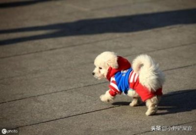 ​廉价的宠物狗排行，较廉价的宠物狗