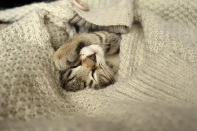 ​如何自己在家给猫咪洗澡？学会这三招轻松搞定 怎么自己在家给猫咪洗澡
