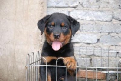 ​拉不拉多犬能看家护主吗？拉不拉多看家吗？