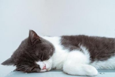 ​猫咪如何增肥？吃什么猫粮好？看这一篇就够了！ 给猫增肥吃什么猫粮