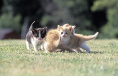 ​猫不吃新猫粮？用这3个办法试试