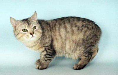 ​大部分铲屎官不会选逗猫棒，更不会用？用法错误会让猫受伤 逗猫棒会让猫变暴力