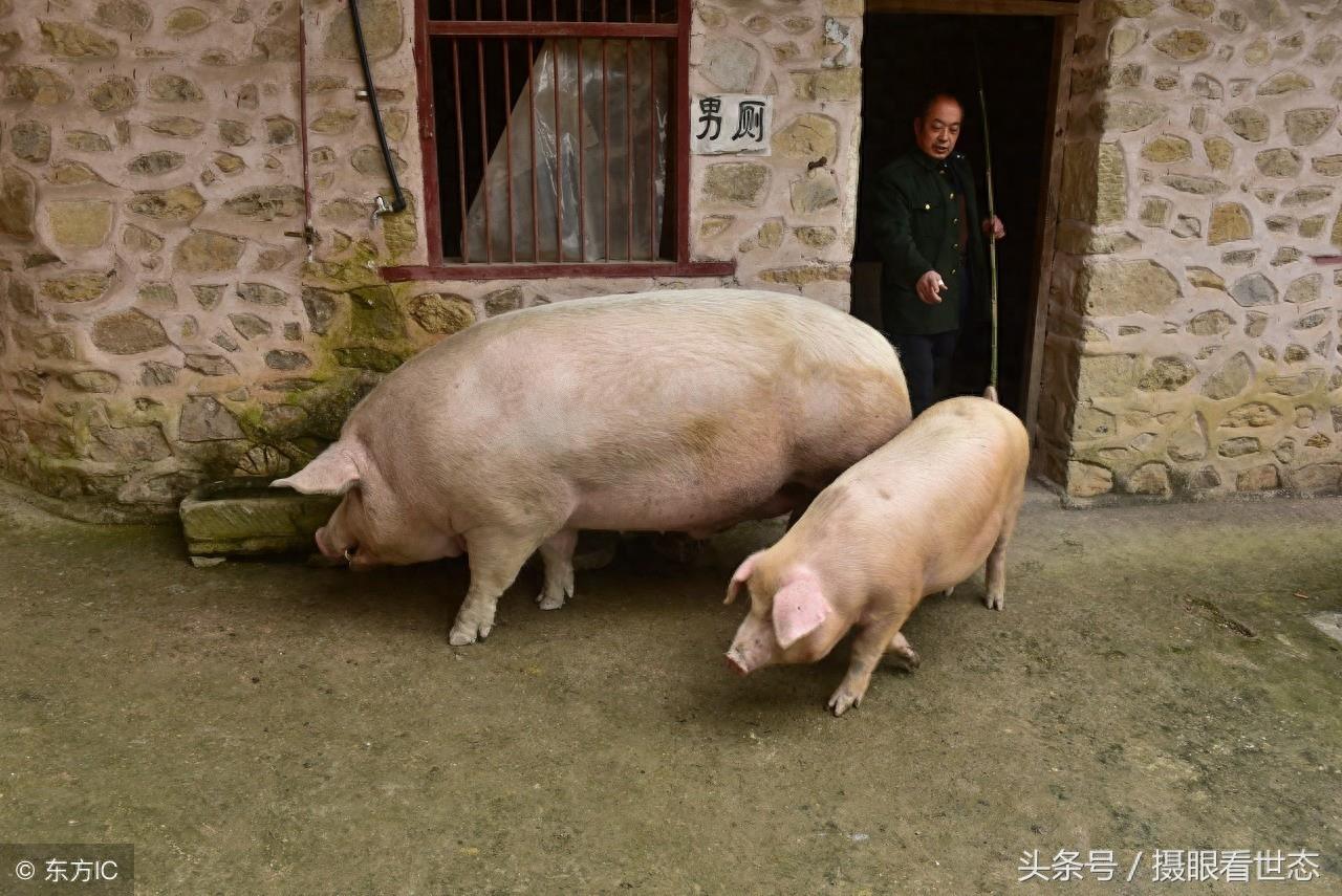 这头重达千余斤的大肥猪和普通猪相比，俨然庞然大物，网友说养着