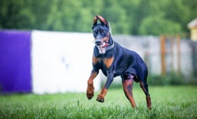 ​杜宾犬多少钱一只幼犬，小杜宾犬多少钱一只幼犬