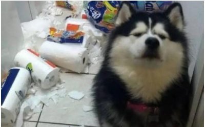 ​劝你不要养“阿拉斯加犬”，不然生活会一团糟，曝光它的罪行