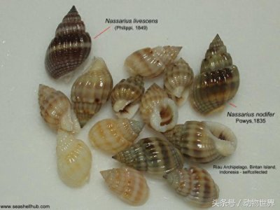 ​动物世界-织纹螺